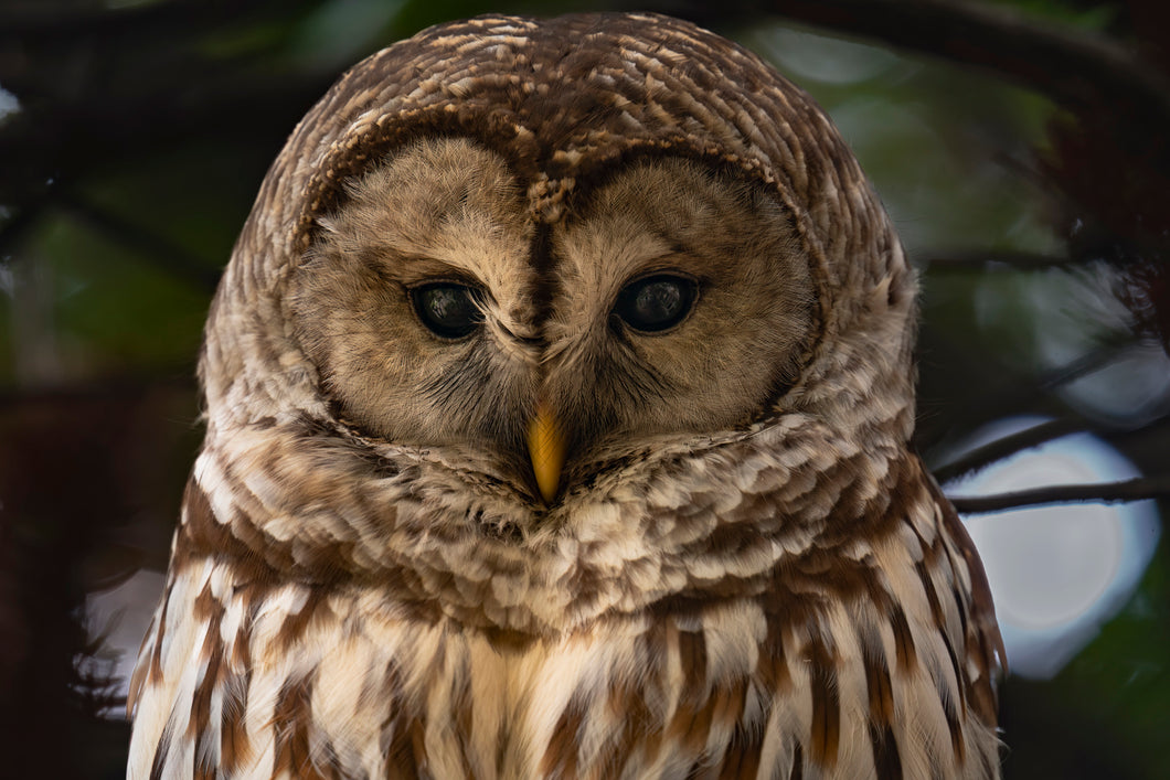 Barred Owl Closeup