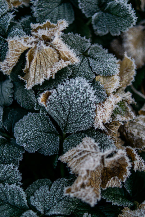 Strawberry Frost