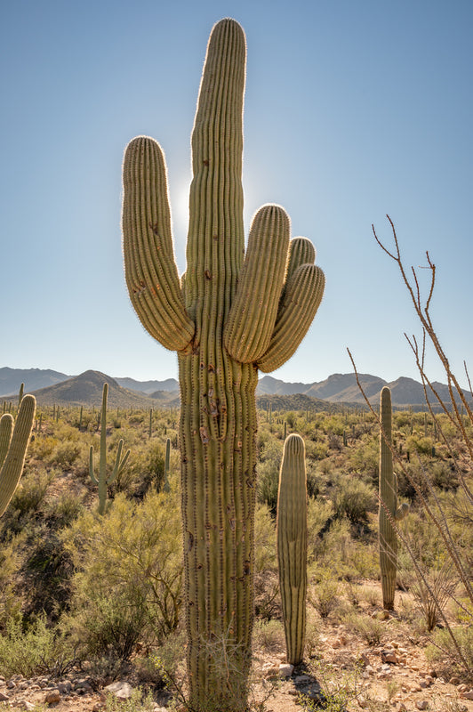 Saguaro Cactus. Saguaro National Park.