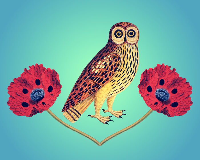Owl and Poppy
