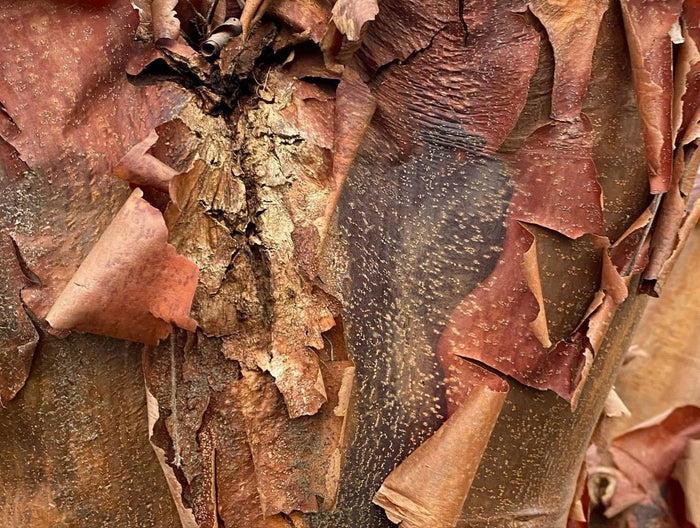Tree Bark