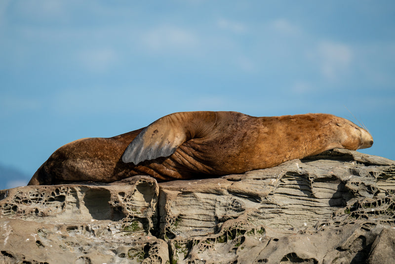 Resting Stellar Sealion