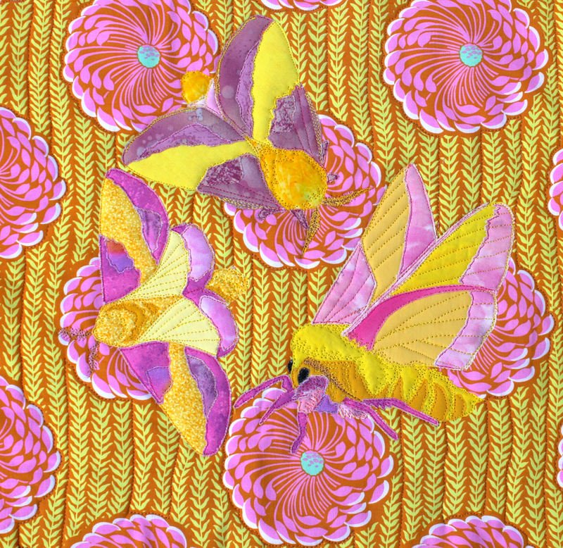 Rosy Maple Moth