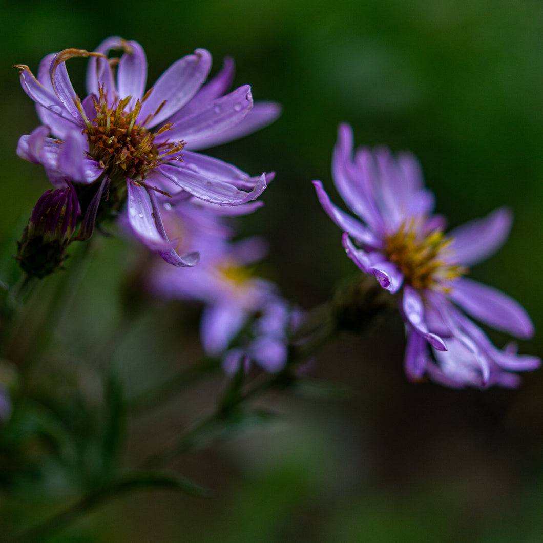 Smooth Blue Asters