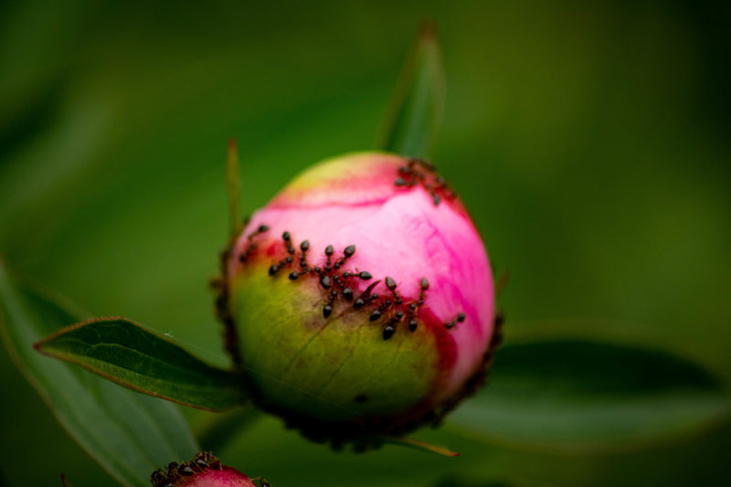 Symbiosis