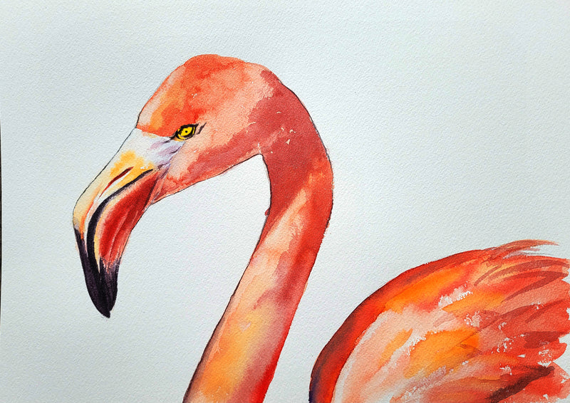 Flamingo