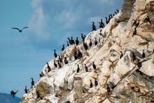 Load image into Gallery viewer, Cormorant Rock
