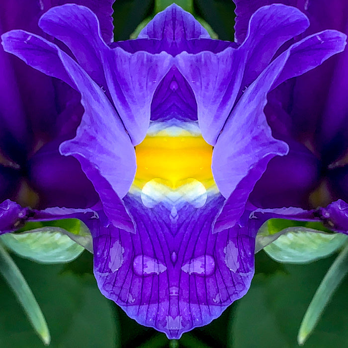Symmetry - Iris