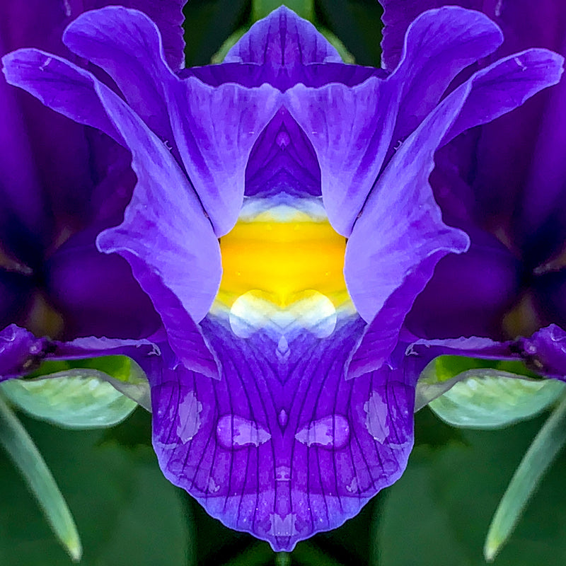 Symmetry - Iris