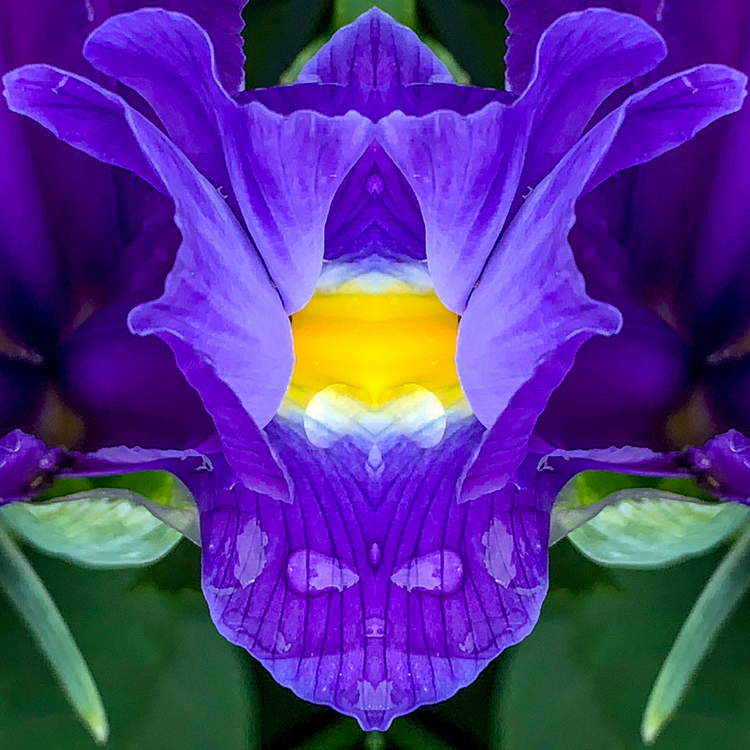 Symmetry - Iris