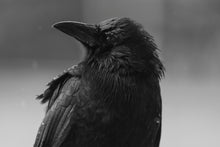Load image into Gallery viewer, Rainy Crow
