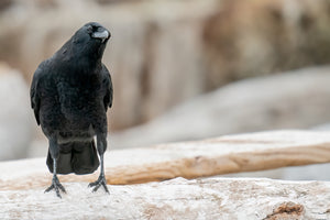 Crow on Log