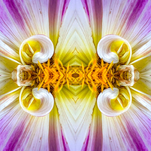 Symmetry -  Curly Dahlias