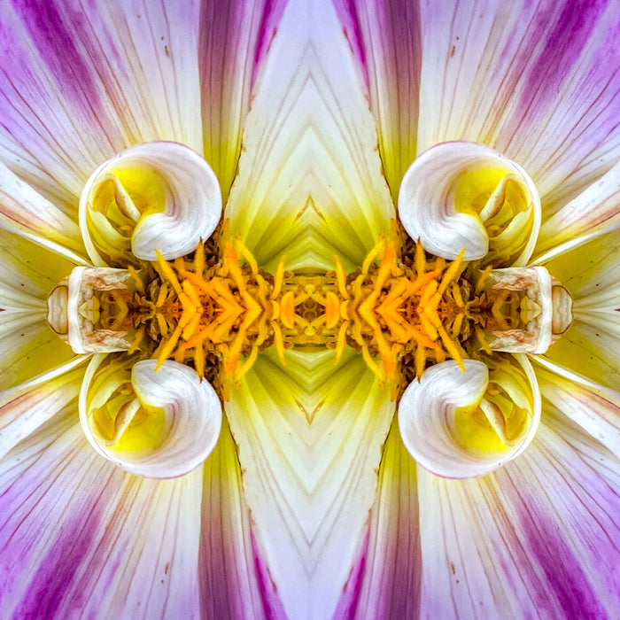 Symmetry -  Curly Dahlias