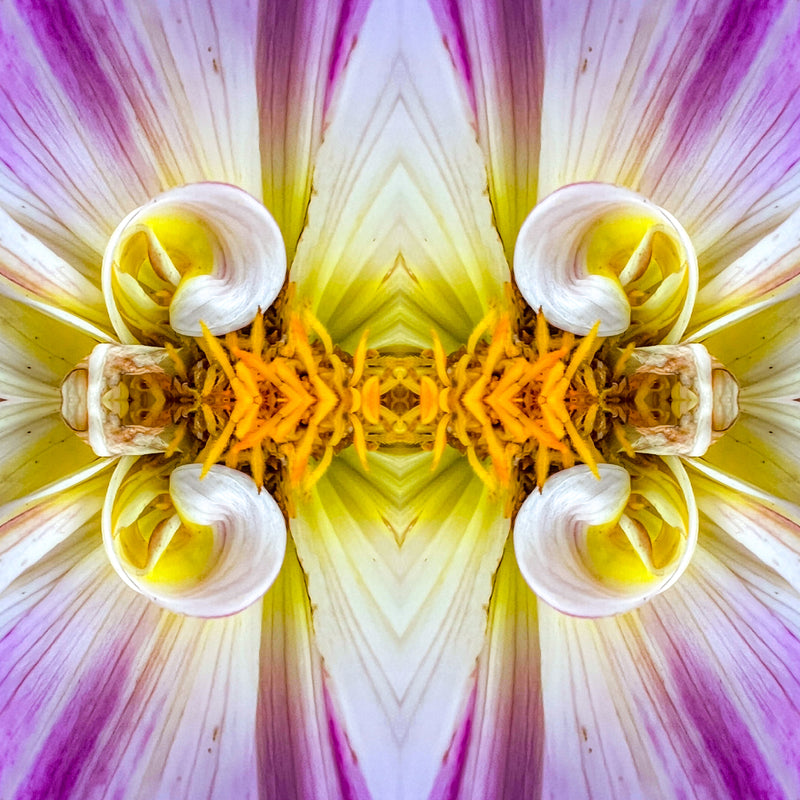 Symmetry -  Curly Dahlias
