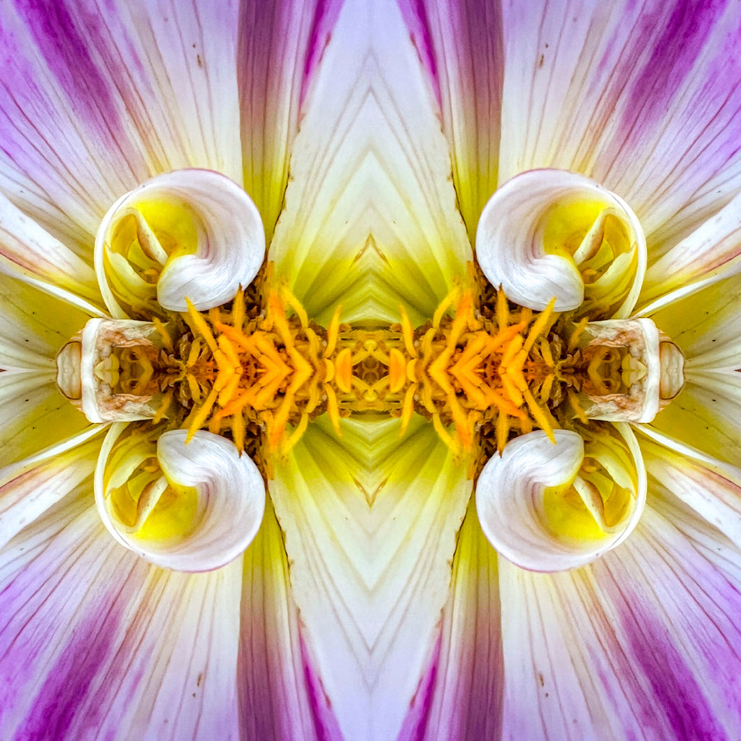 Symmetry -  Curly Dahlias