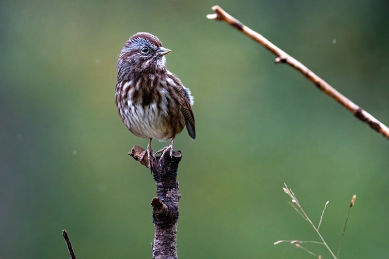 Song Sparrow