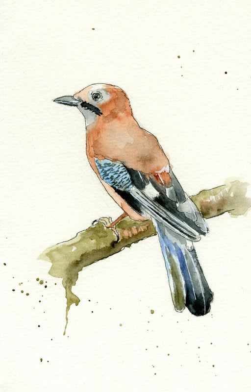 Eurasian Jay