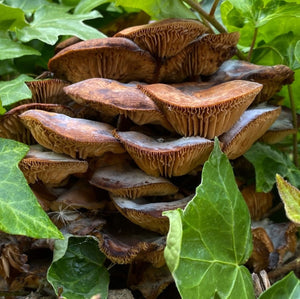 Mushroom Stack